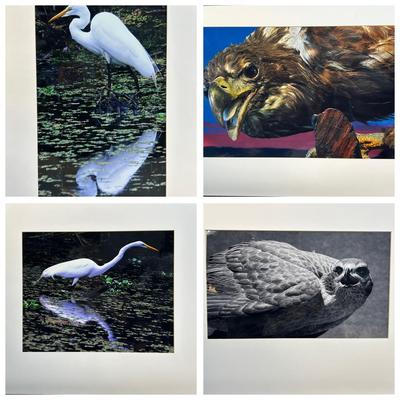 Chuck Bress Photography: Birds 16x20”