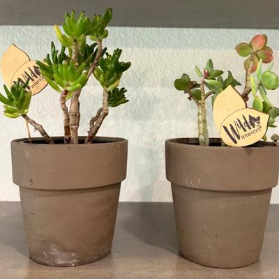 (2) Live Succulent Plants