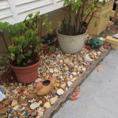 Steffans more plants