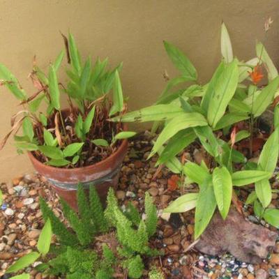 Steffansplants