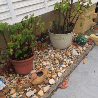 Steffans more pots and plants