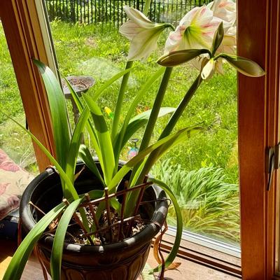 Blooming Amaryllis