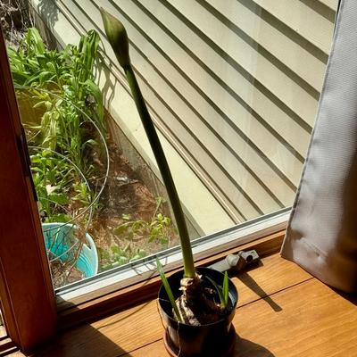 Potted Amaryllis Bulb – 26” Tall, Not Yet Bloomed
