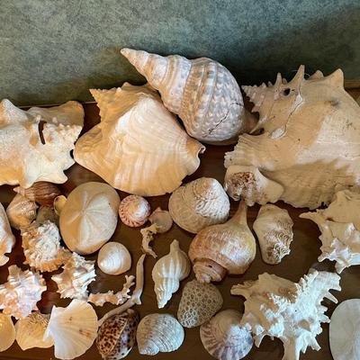 Collection of Assorted Seashells in Various Sizes