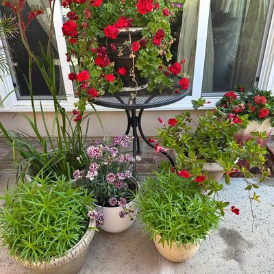Outdoor Plants In Decorative Resin Planters | 7 Total