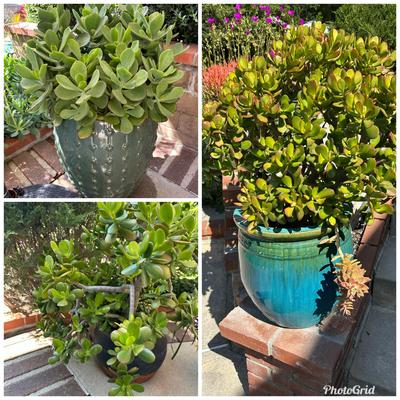 Mature Succulents In Ceramic Glazed Planters