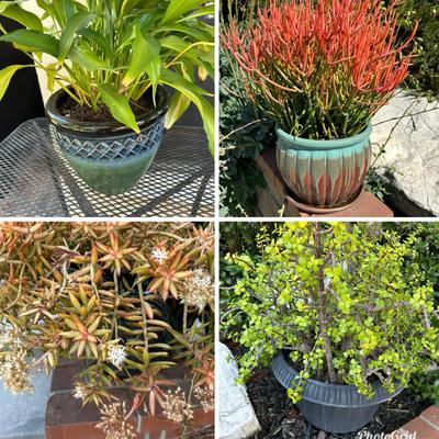 Outdoor Plants In Planters | 3 Ceramic & 1 Plastic Planter