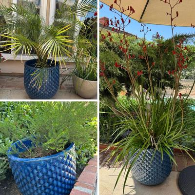 Three Beautiful Textured Ceramic Blue Large Planters W/ Lush Plants