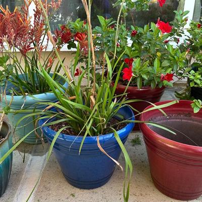 Outdoor Plants In Decorative Plastic Pots | 5 Plants & 6 Pots