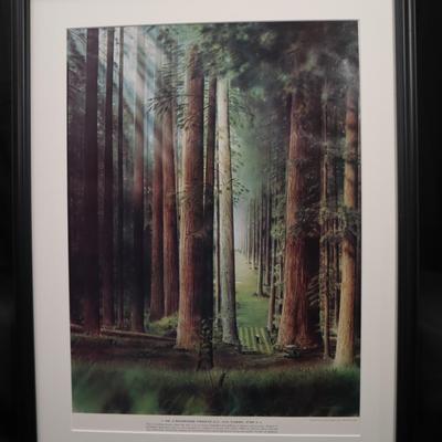 Loyal H. Chapman Fantasy Golf  – Hole No. 3: Redwood Forest G.C. ("Tree Trouble") | 535 Yds | Par 5