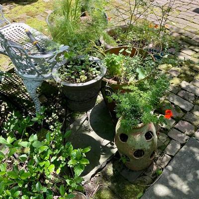 Pot plants