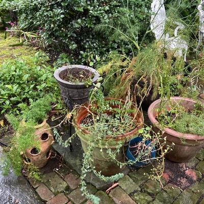 Plants
