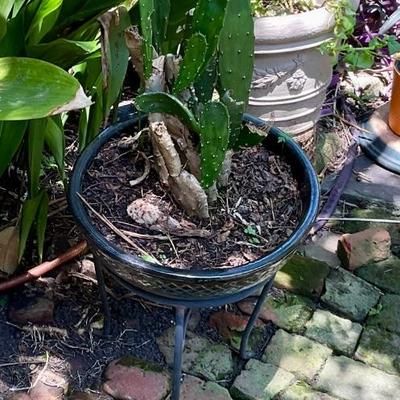Cactus plant