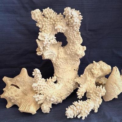 Pocilliopond  Or “Cauliflower” Tree Coral  