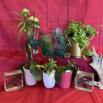 Live Plants 