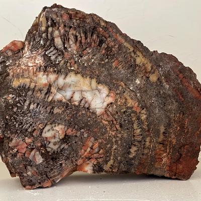 Petrified Wood Piece 