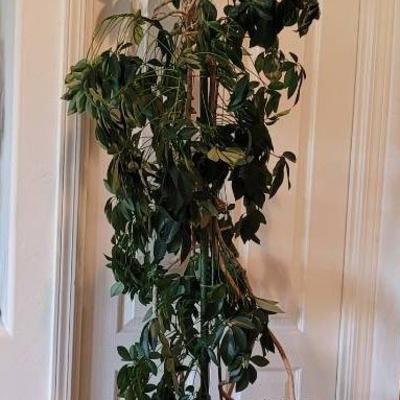 Thriving Schefflera Tree