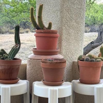 Four Cacti Ready For A New Home 
