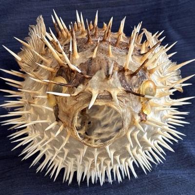 Taxidermy Porcupine Puffer Fish 