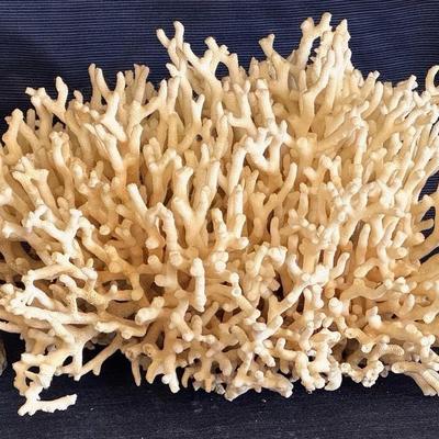 Povana Or “Stag horn” Coral Cluster 