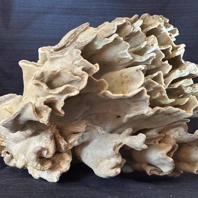 Povana Cactus Or “Potato Chip” Coral 