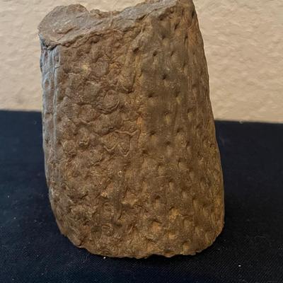 Stigmaria Fossil