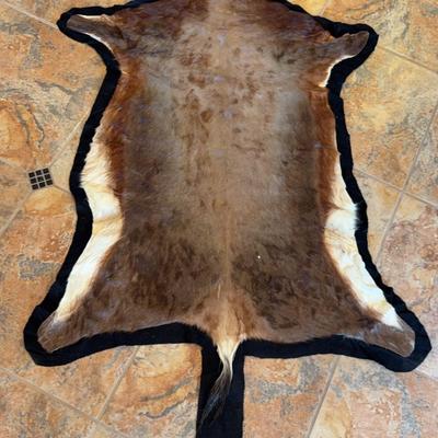 Exotic Pelt - sewn on black felt - Lot 3