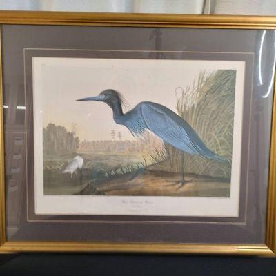 Blue crane