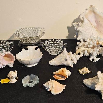 AT336 Sea Shells Conch Shell Corral And More