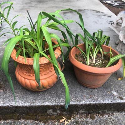 Pair of Garden Pots with Foliage
