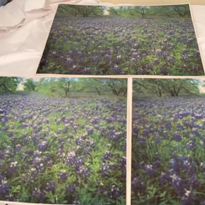 Three Bluebonnet Photographs  By David Muench