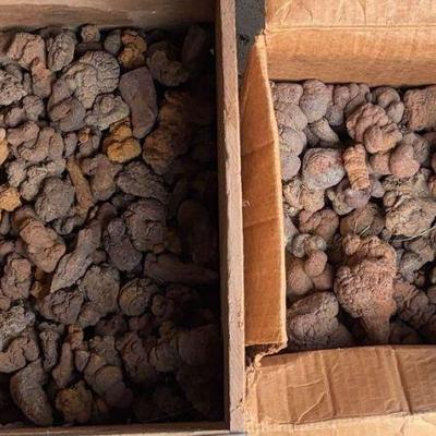 Coprolites a massive collection
