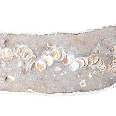 Lot 328 handsome ichthyosaur tail fossil in matrix