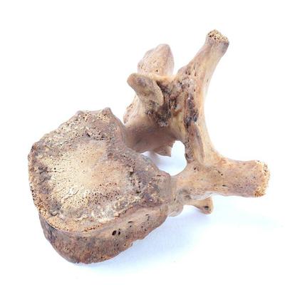 Lot 323 ancient fossilized mammoth vertebra