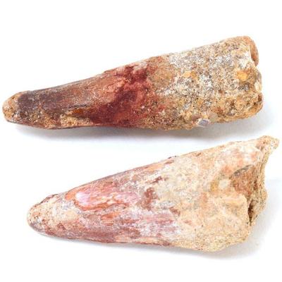Lot 313 two wonderful fossilized ancient dinosaur teeth