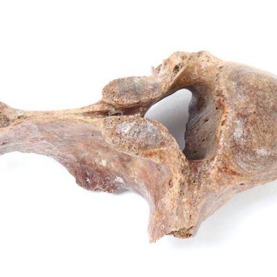 Lot 327 wonderful ancient woolly mammoth vertebra section
