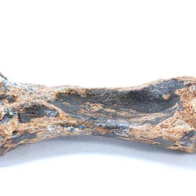 Lot 322 ancient fossilized dinosaur bone