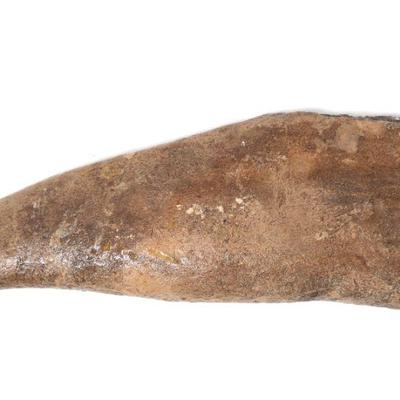 Lot 314 wonderful spinosaurus fossilized tooth