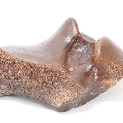 Lot 326 wonderful woolly mammoth vertebra section