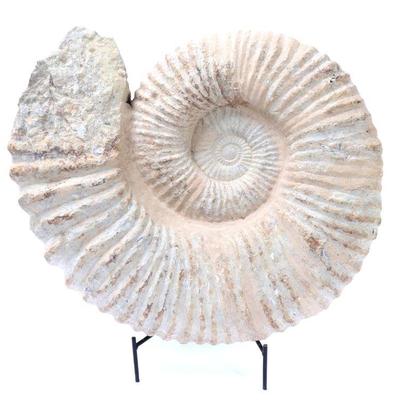 Lot 319 rare large ancient fossilized ammonite on stand