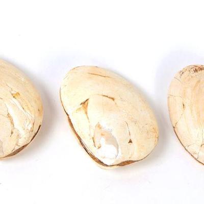 Lot 318 group of three ancient fossilized clamshells