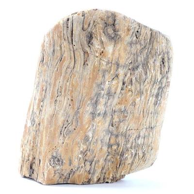 Lot 316 ancient petrified wood section
