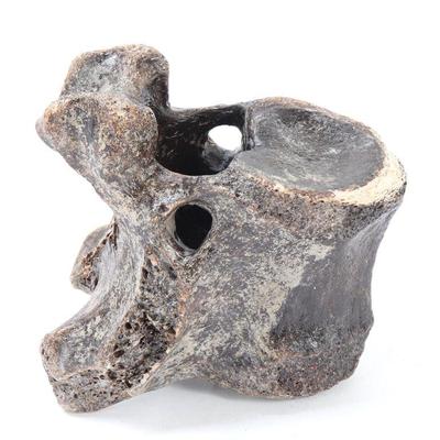 Lot 324 ancient fossilized mammoth vertebra section