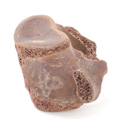Lot 325 ancient fossilized mammoth vertebra section