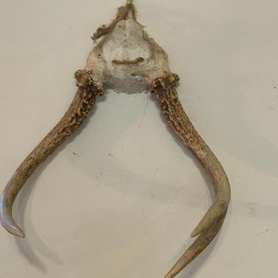 Deer Antler Mount