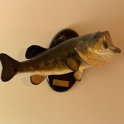 Largemouth Bass Mount
