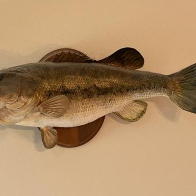 Largemouth Bass Mount