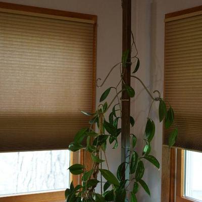 tension pole for plants 