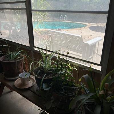 Plants