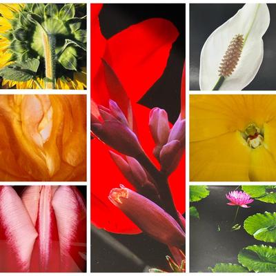 Chuck Bress Photography: Florals - Sunflower & More (2), Matted 16x20”